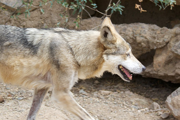 The Arizona-Sonora Desert Museum Mexican_Gray_Wolf.jpg