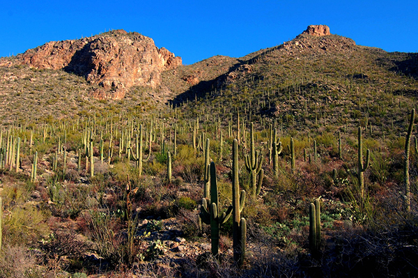Desert Hiking Tucson 1.jpg