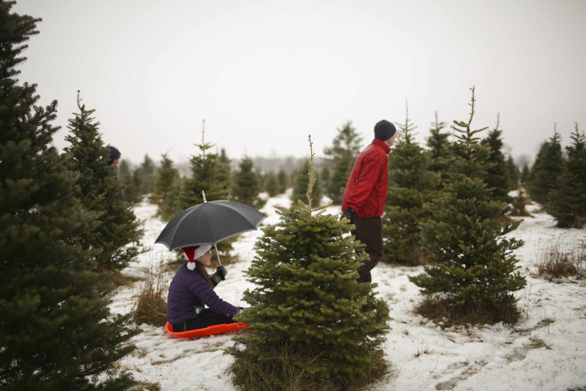 tree122214017.jpg