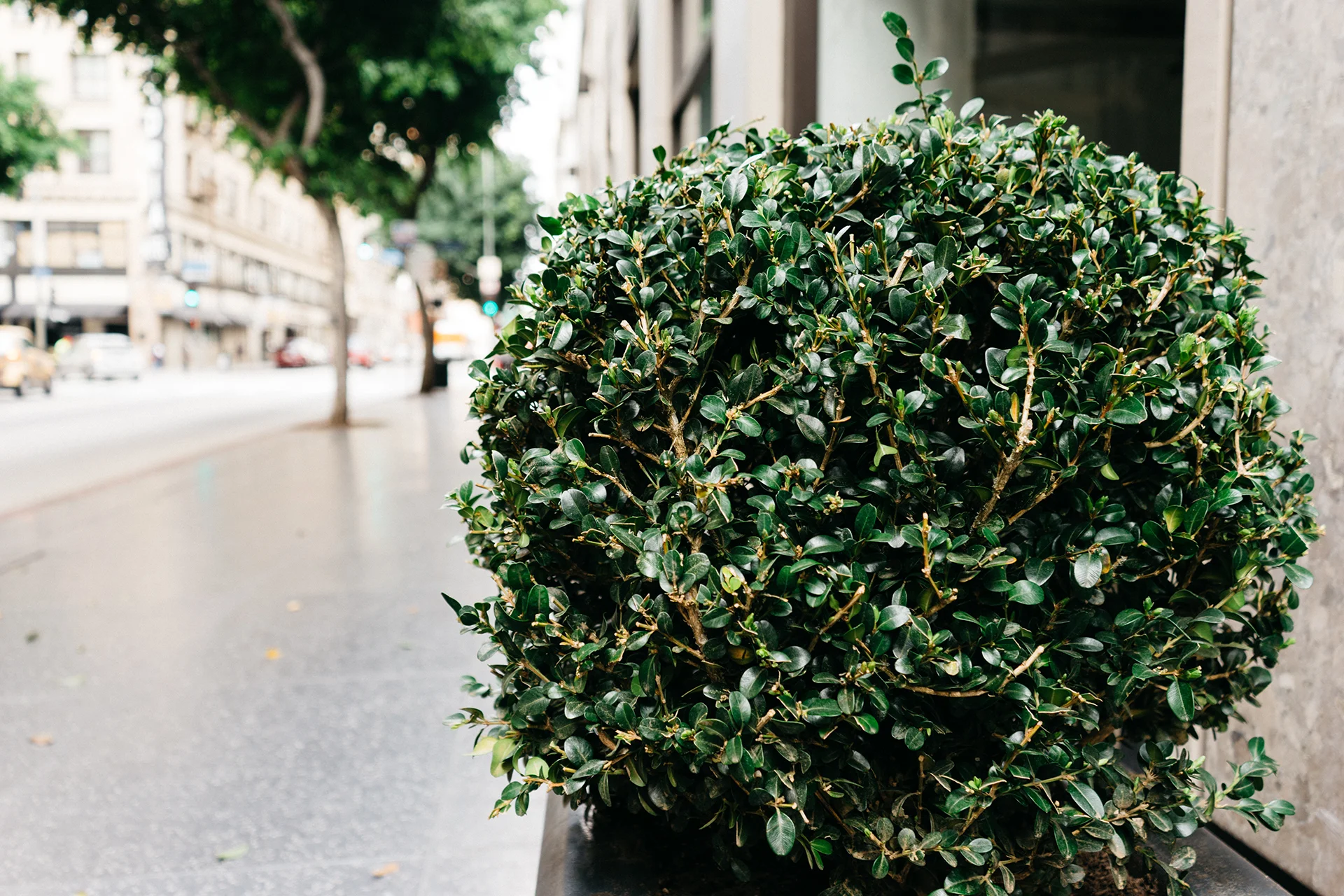 bush-shrub-sidewalk.jpg