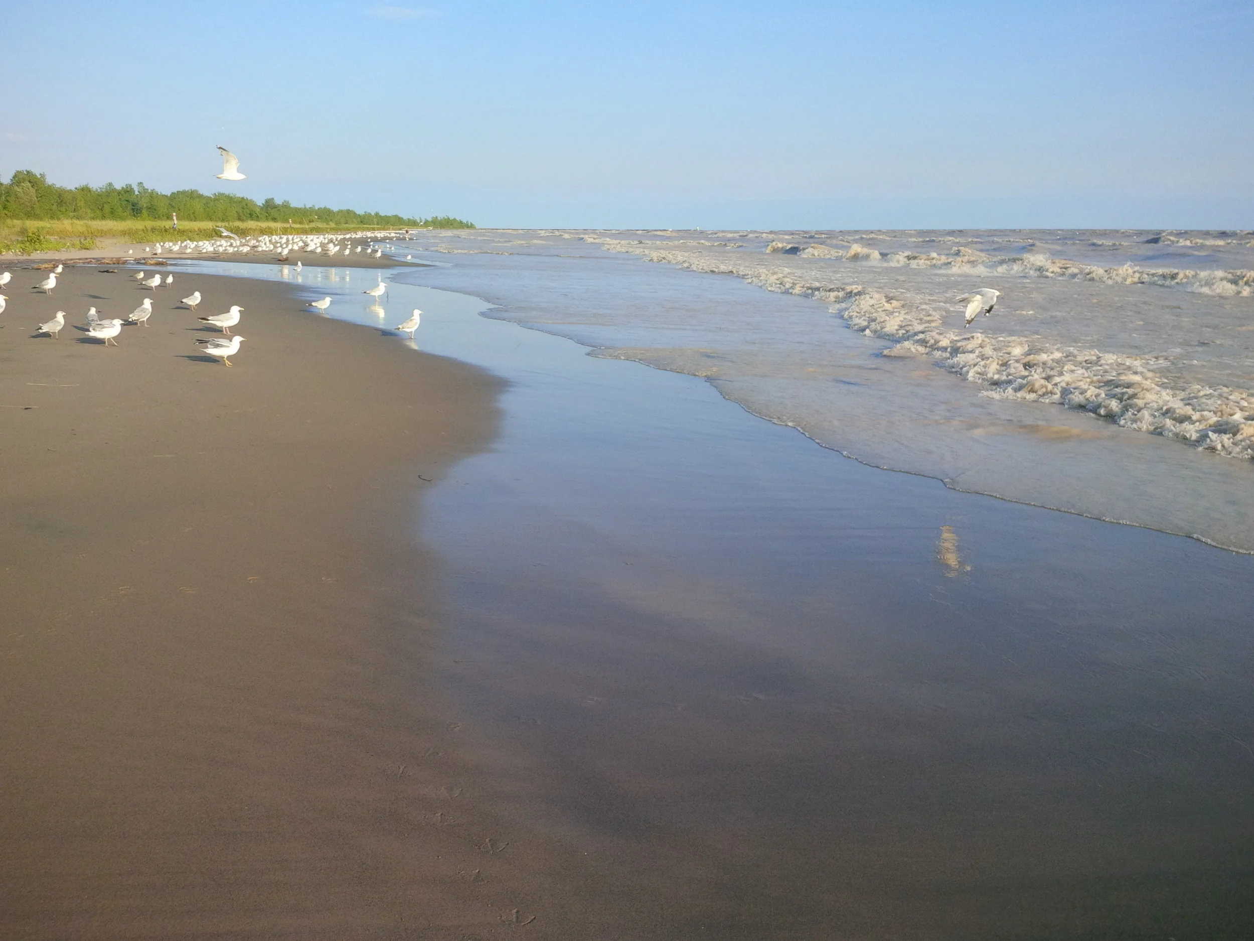 The_Gulls_on_Lake_Erie_-_panoramio.jpg