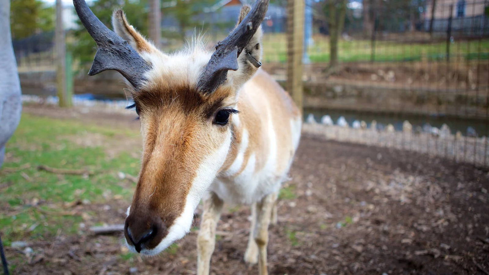 83727-Zoo-America.jpg