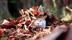 Get in the Fall Spirit: The Best Way Celebrate the Changing of the Season