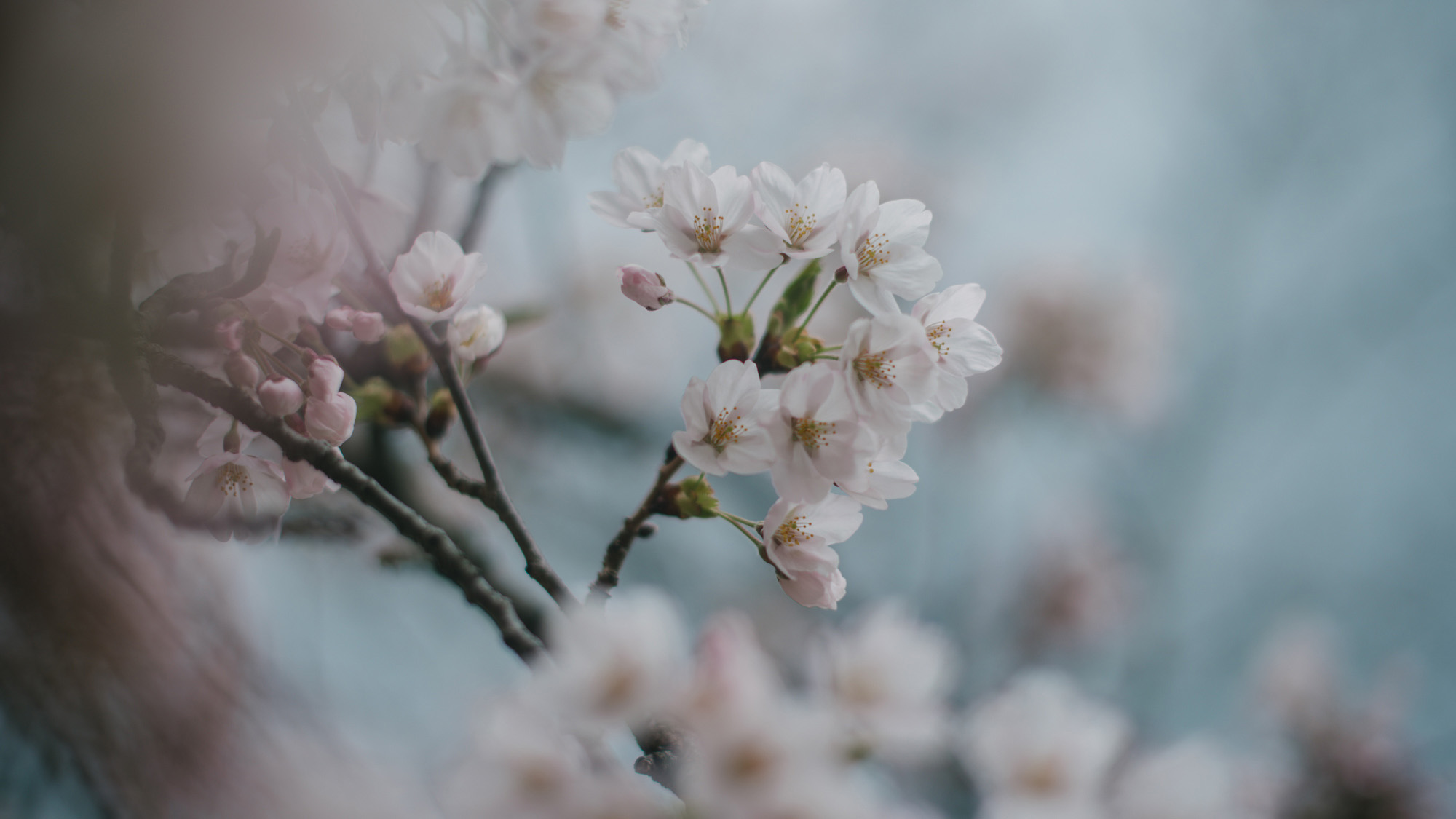 Blossoms-7671-2.jpg