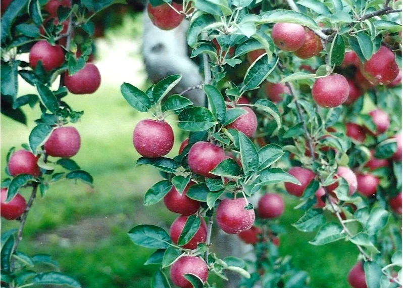 A Marvelous Contradiction