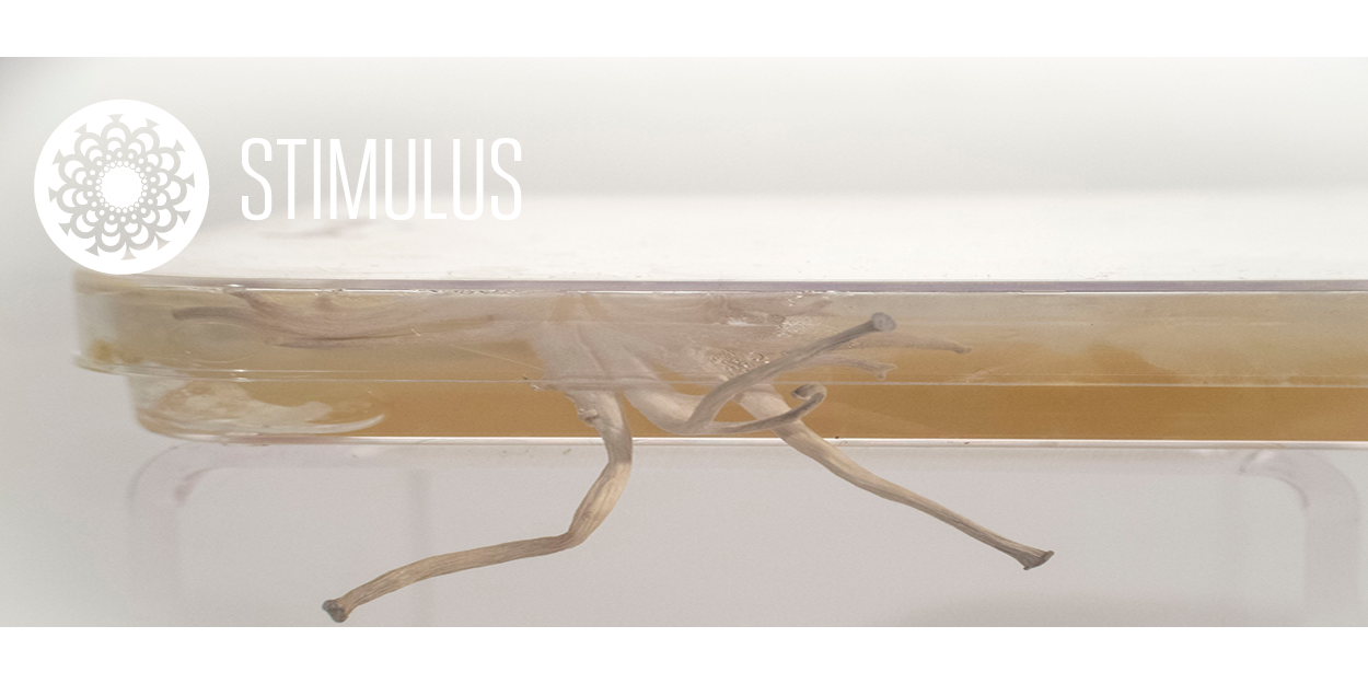  The perception and response to the  Dimensions  of life.  This is our   Stimulus   Collection. 