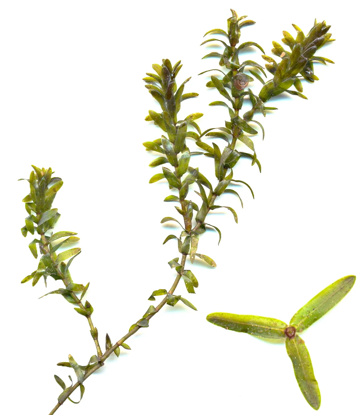 ElodeaCanadensisa.jpg
