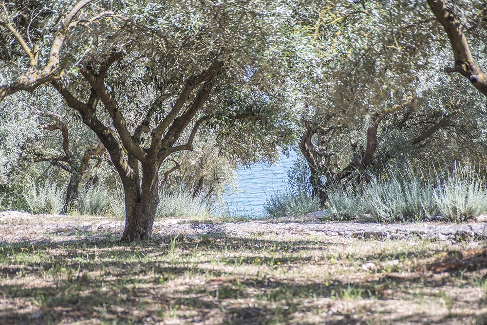 olive-grove-by-the-sea.jpg