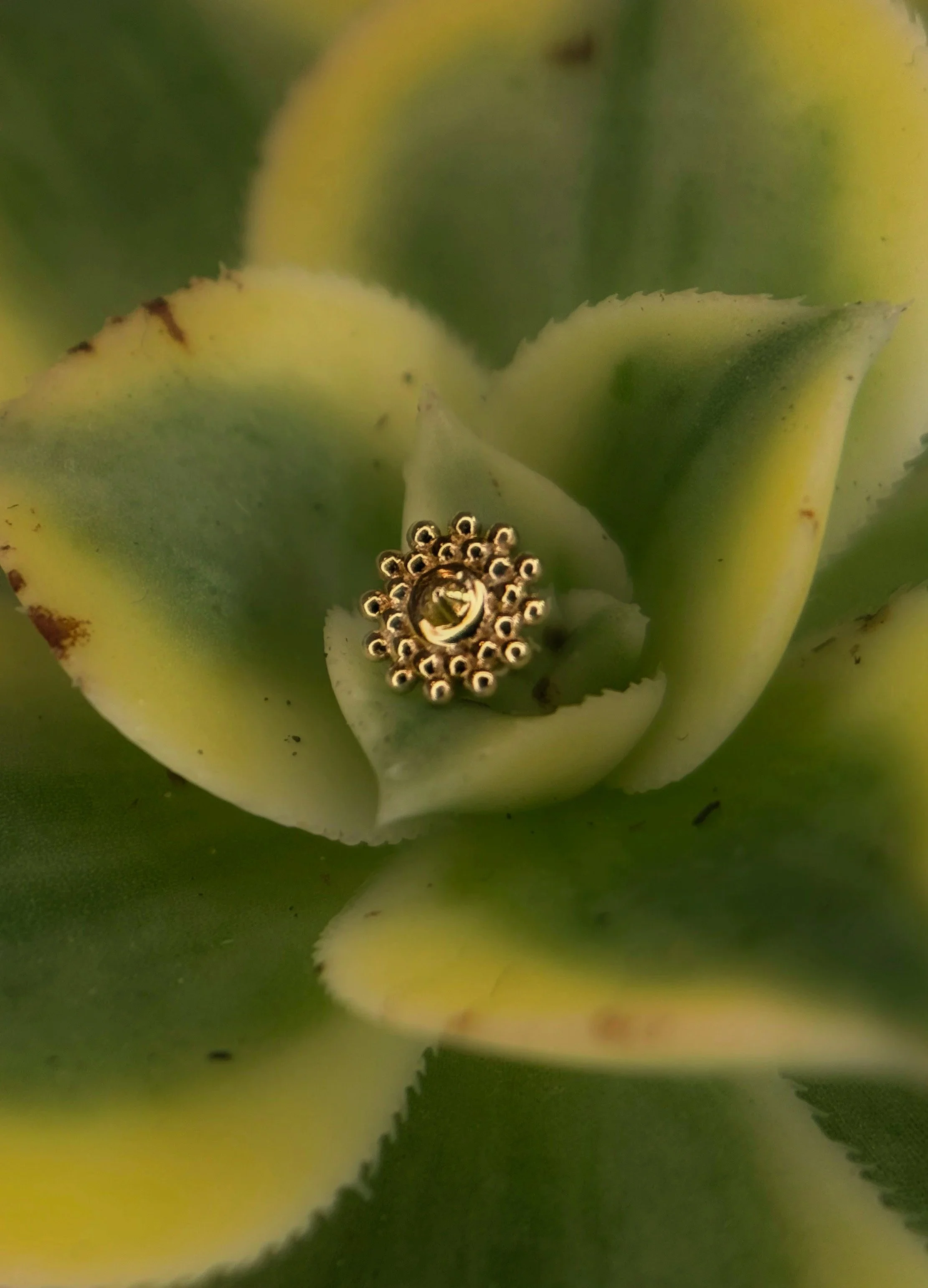 Gold Lotus Pin