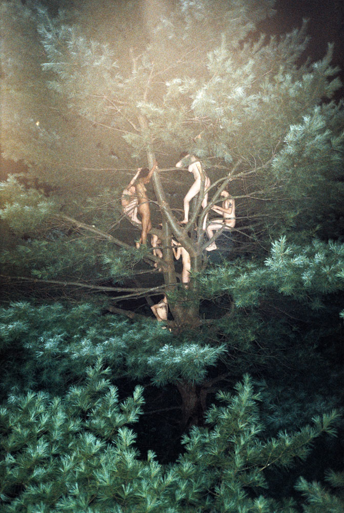    Tree #3,  2003  