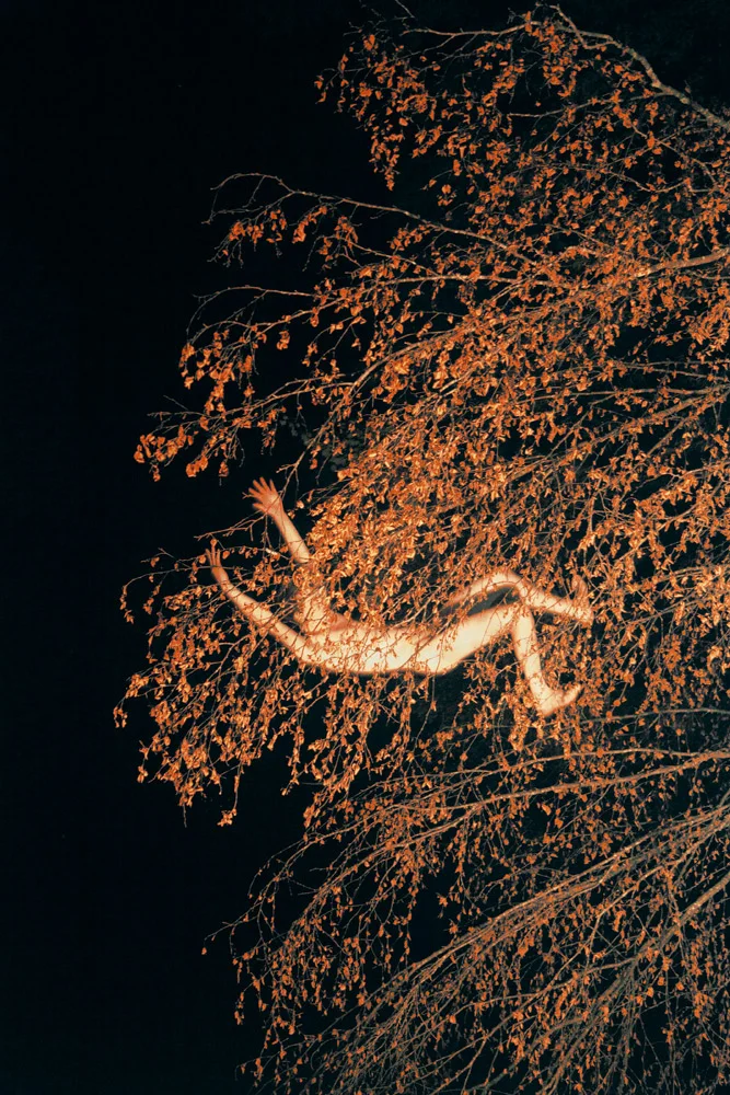 Orange Wood, 2011