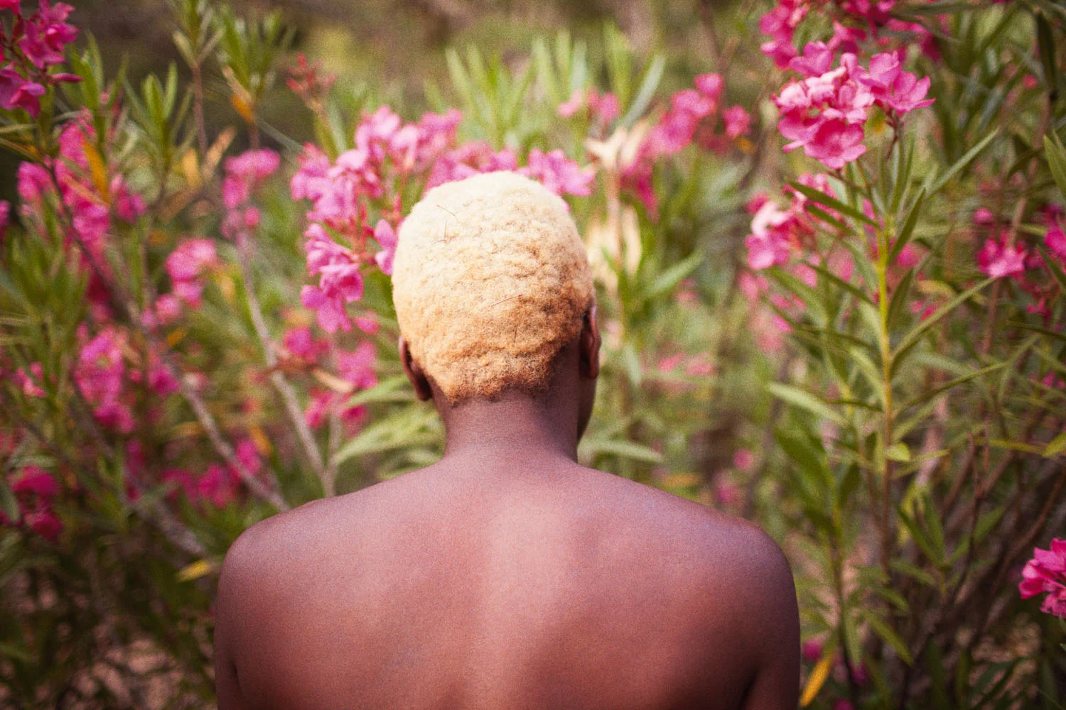 Blonde Oleander, 2013