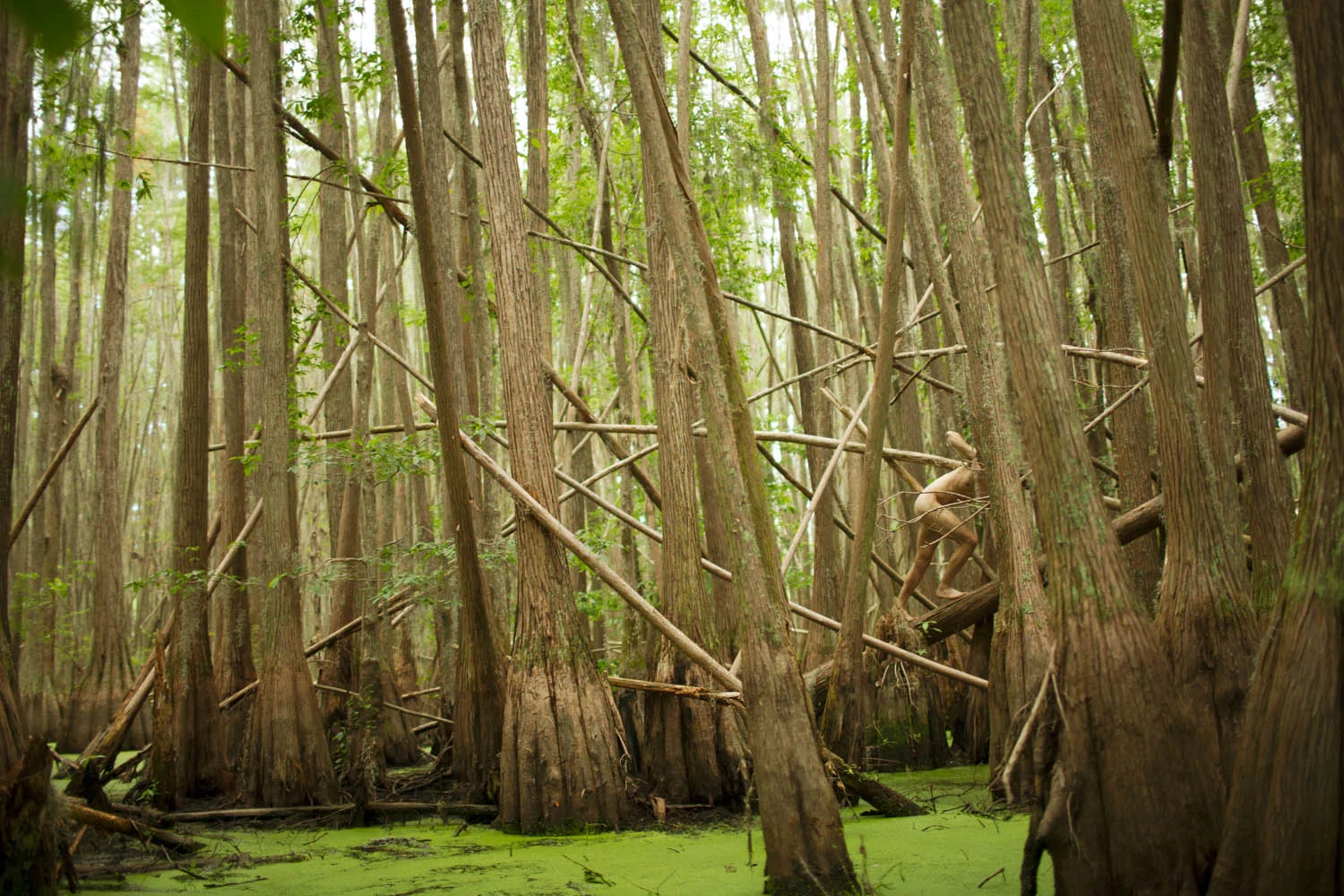 Natural Stabilizer, 2014