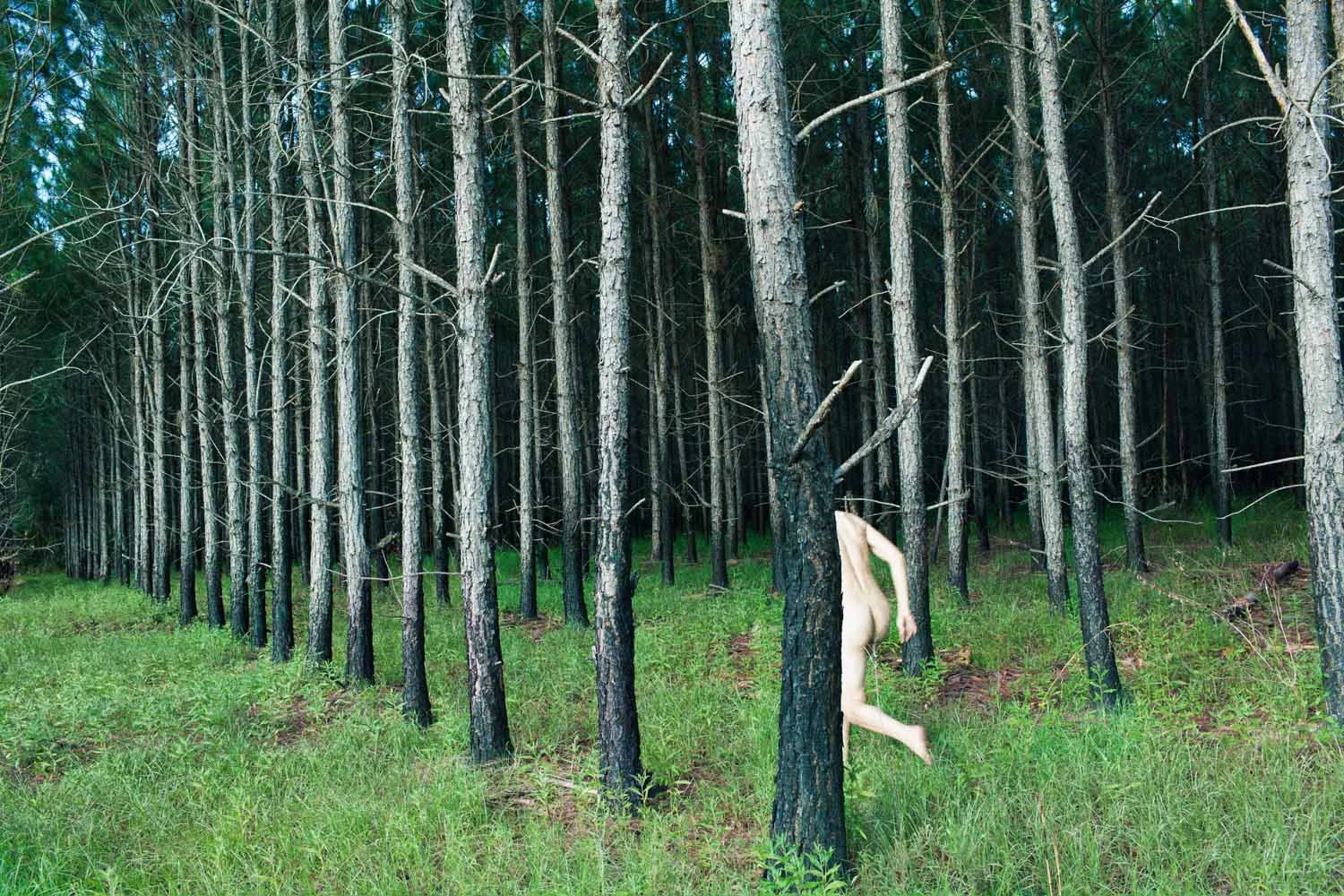 Tree (Procession), 2013