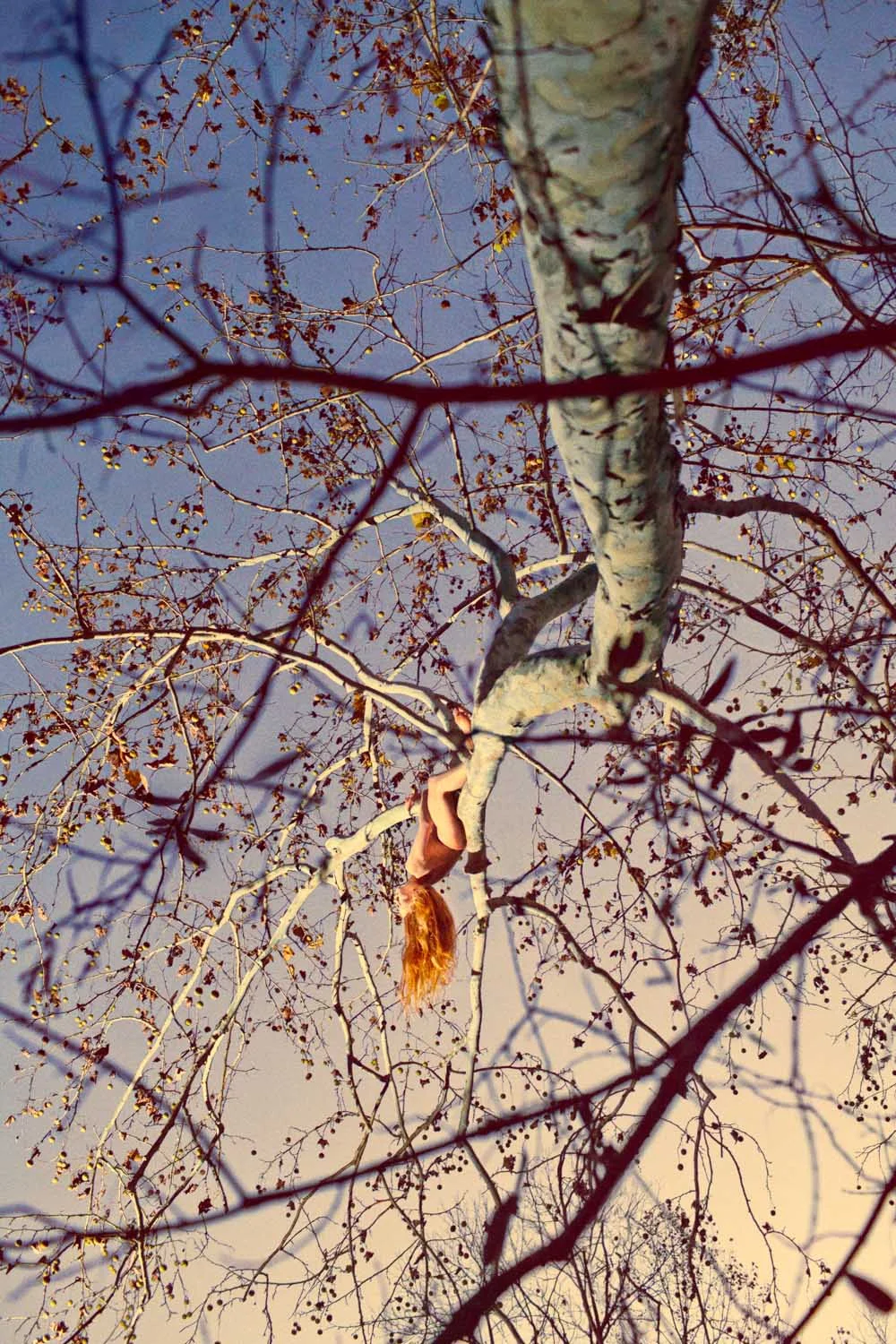    India (Monkey Brains),  2013  