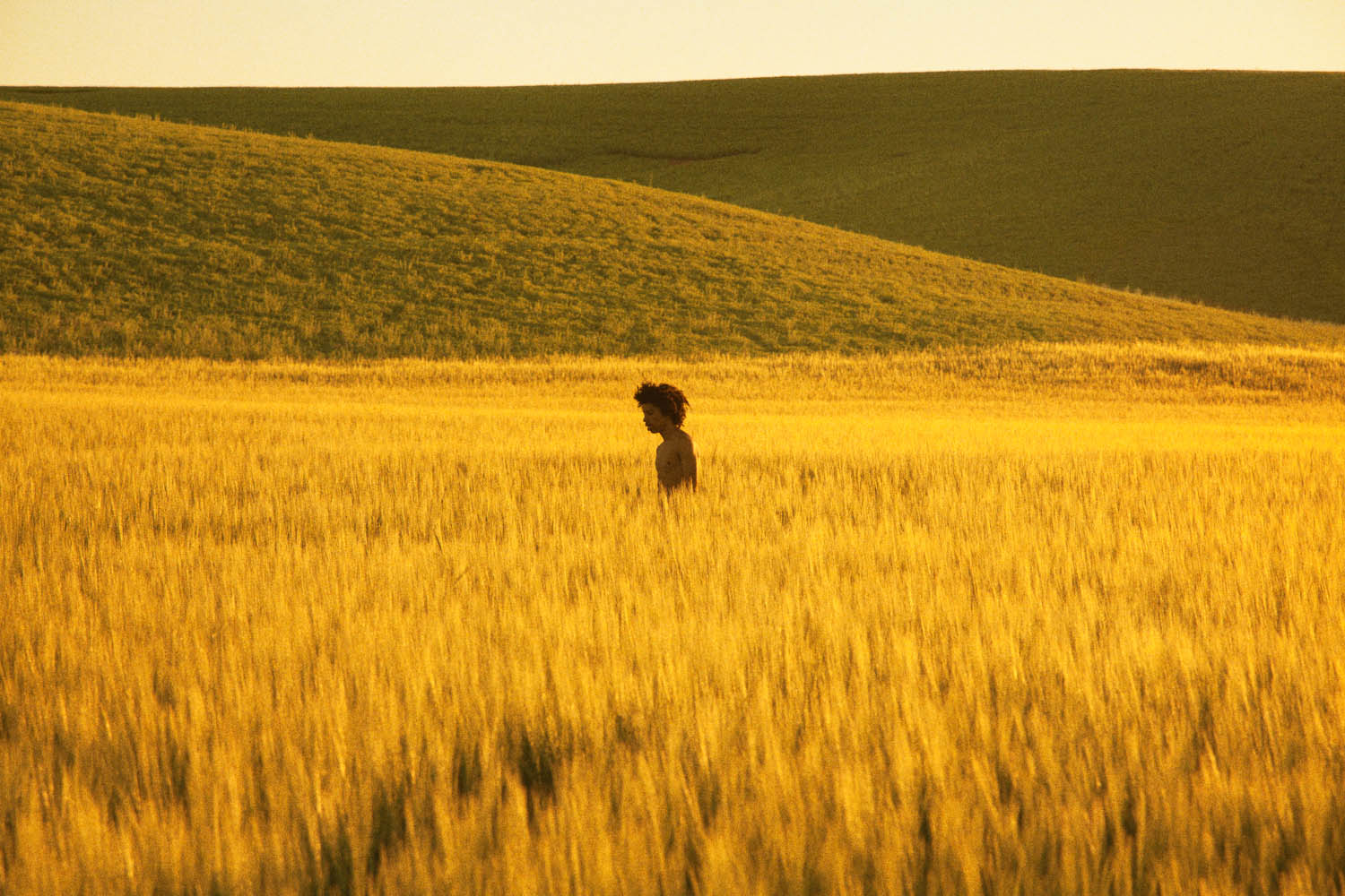    Golden Grassland,  2013  