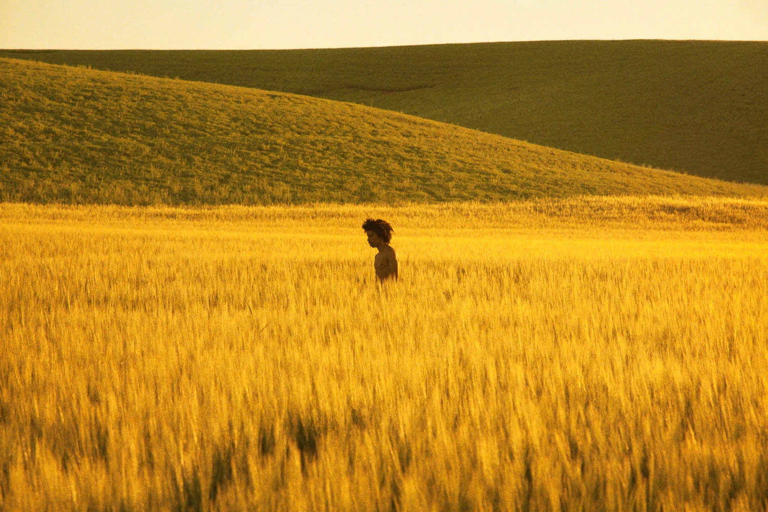 Golden Grassland, 2013