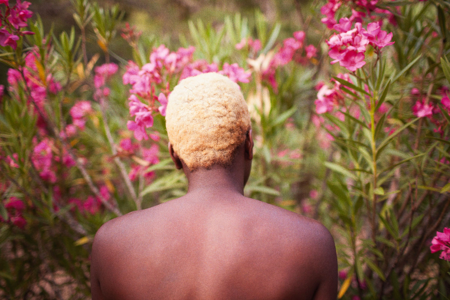    Blonde Oleander,  2013  