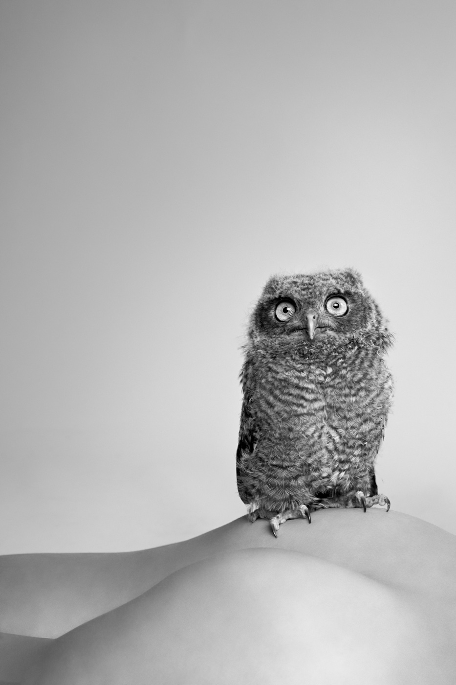    Owl,  &nbsp;2010   
