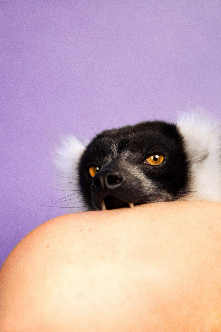    Lemur (Lilac),  &nbsp;2012   