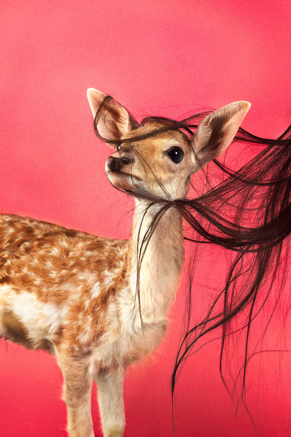    Fawn (Fuchsia),  &nbsp;2012   