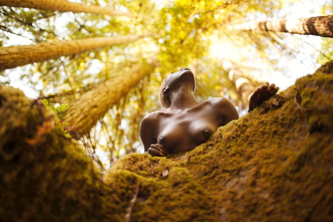  Redwoods (Dugout), 2014 