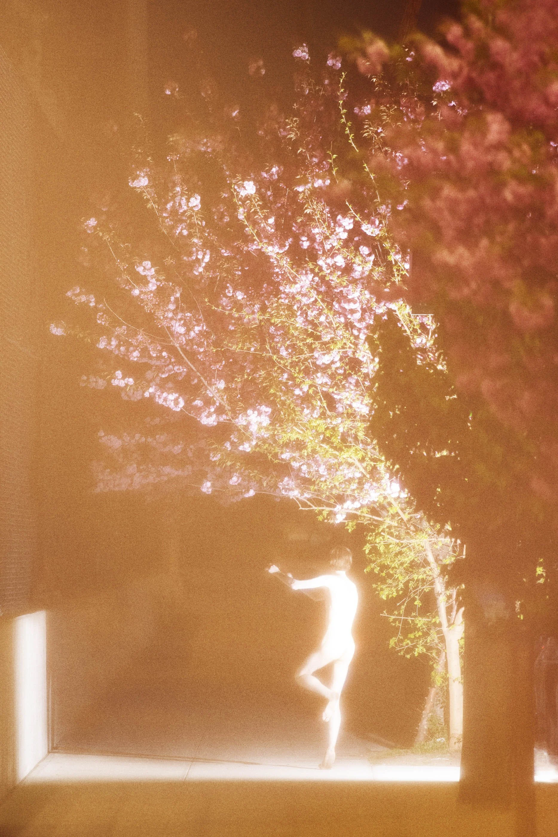 20250423_29th_Street_Cherry_Blossoms_Myx+Bobby_0278_V5_Web.jpg