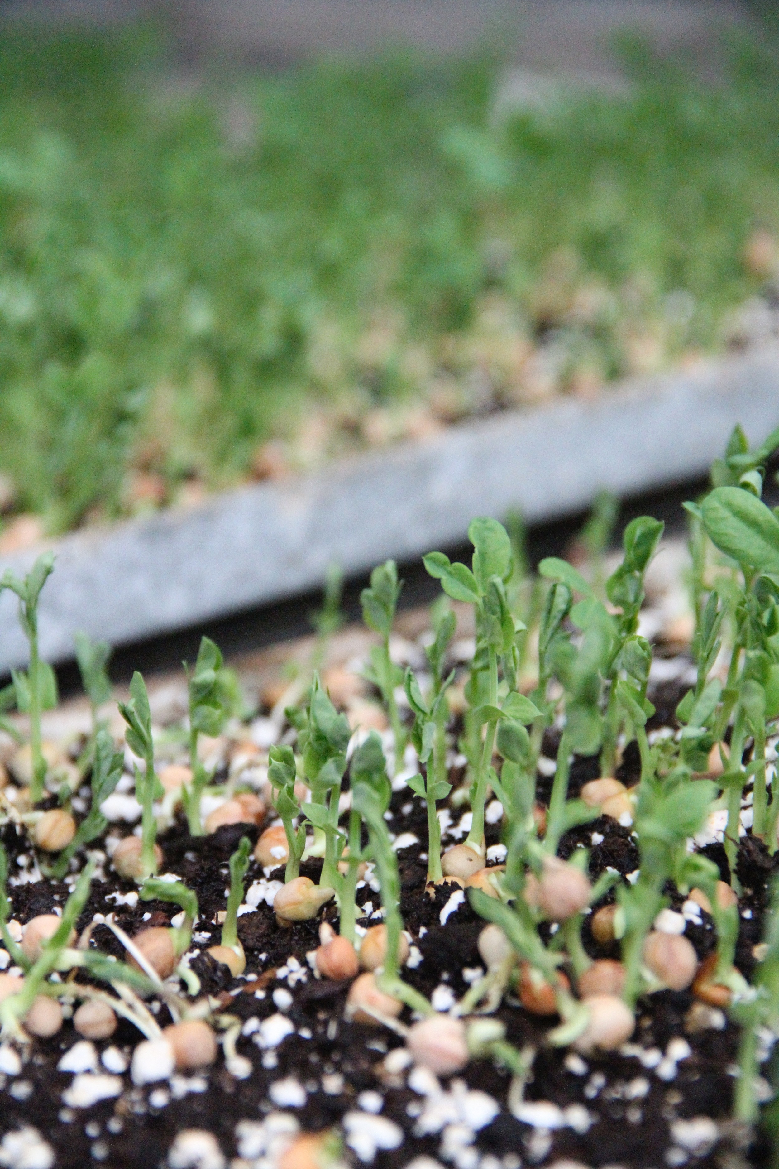 pea shoots starting.jpg