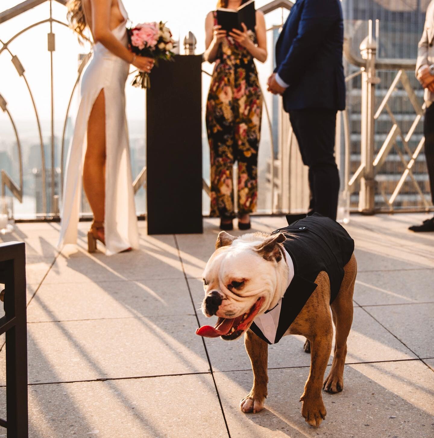 Petition for more dogs at weddings! 🐶💍