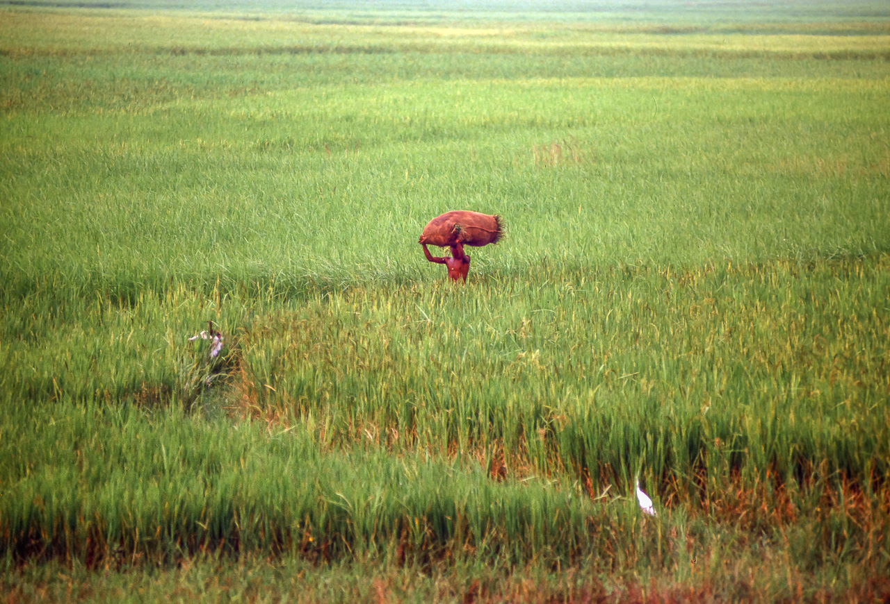 Villager Balances Load on Path through Rice Paddy
