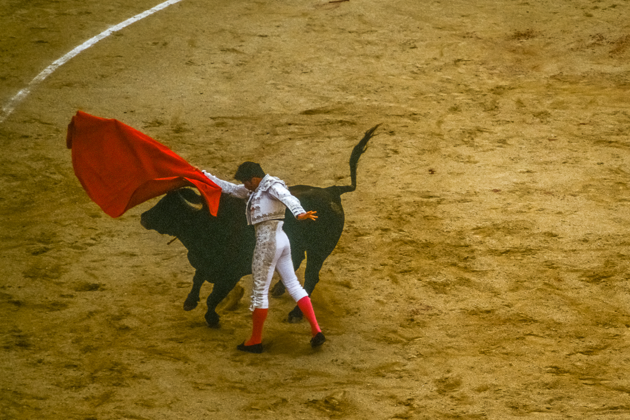 "Ole!" as Toreador Lifts Bull's Head with Colorful Capework