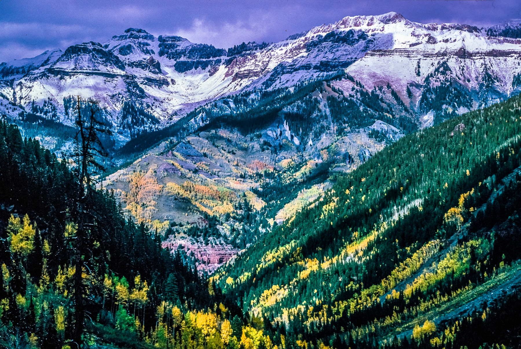 Cornucopia of Colors, Flowering Rocky Mountains