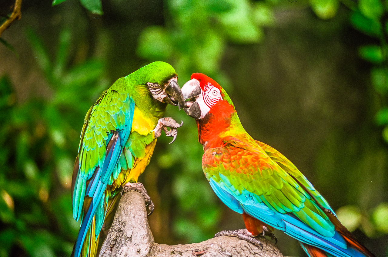 Parrots: Natural Paintings
