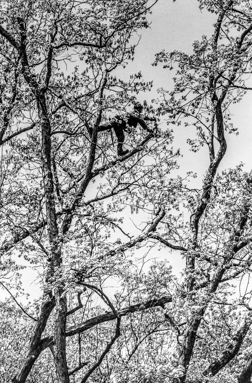 Climber Too High In A Green Lake Shore Oak Tree
