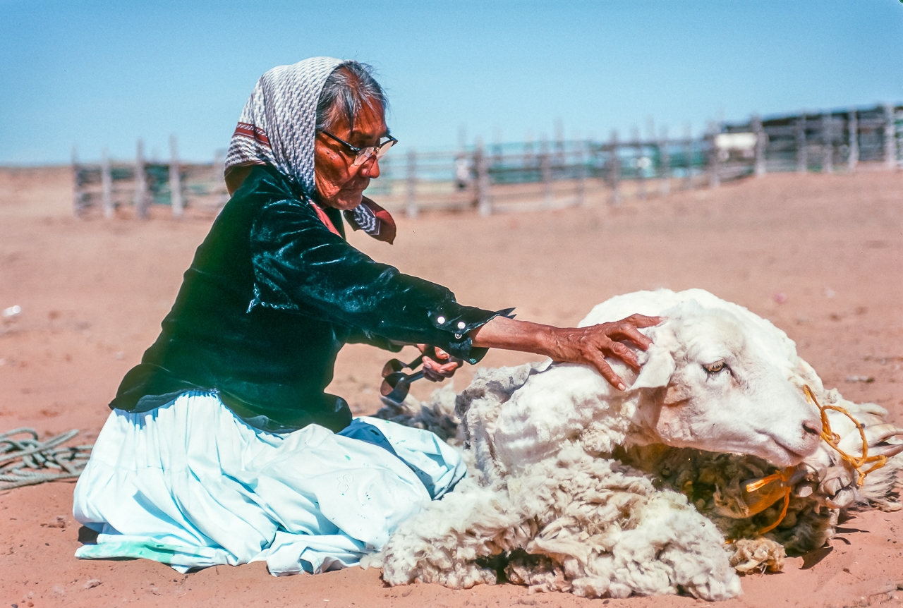Shima, Master Rug Weaver, Shears Her Own Sheep