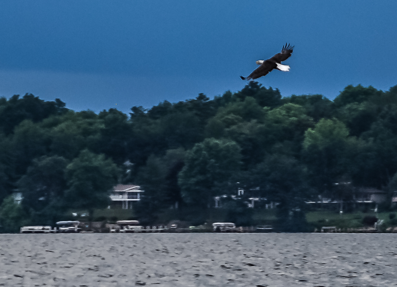 Bald Eagle Flying Low Fishing Green Lake, Wisconsin