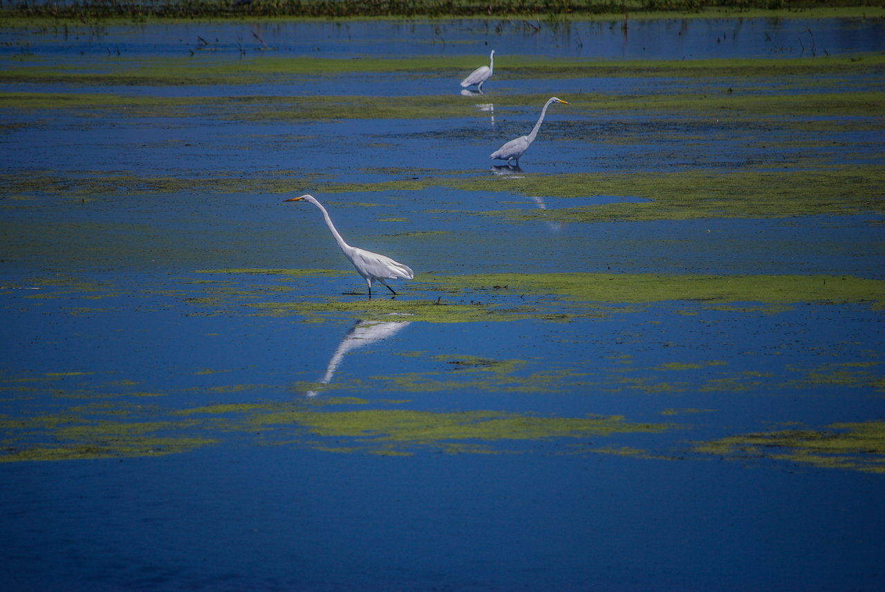 Egrets Feed Reading the Fertile Waters of Wisconsin's Horicion Marsh
