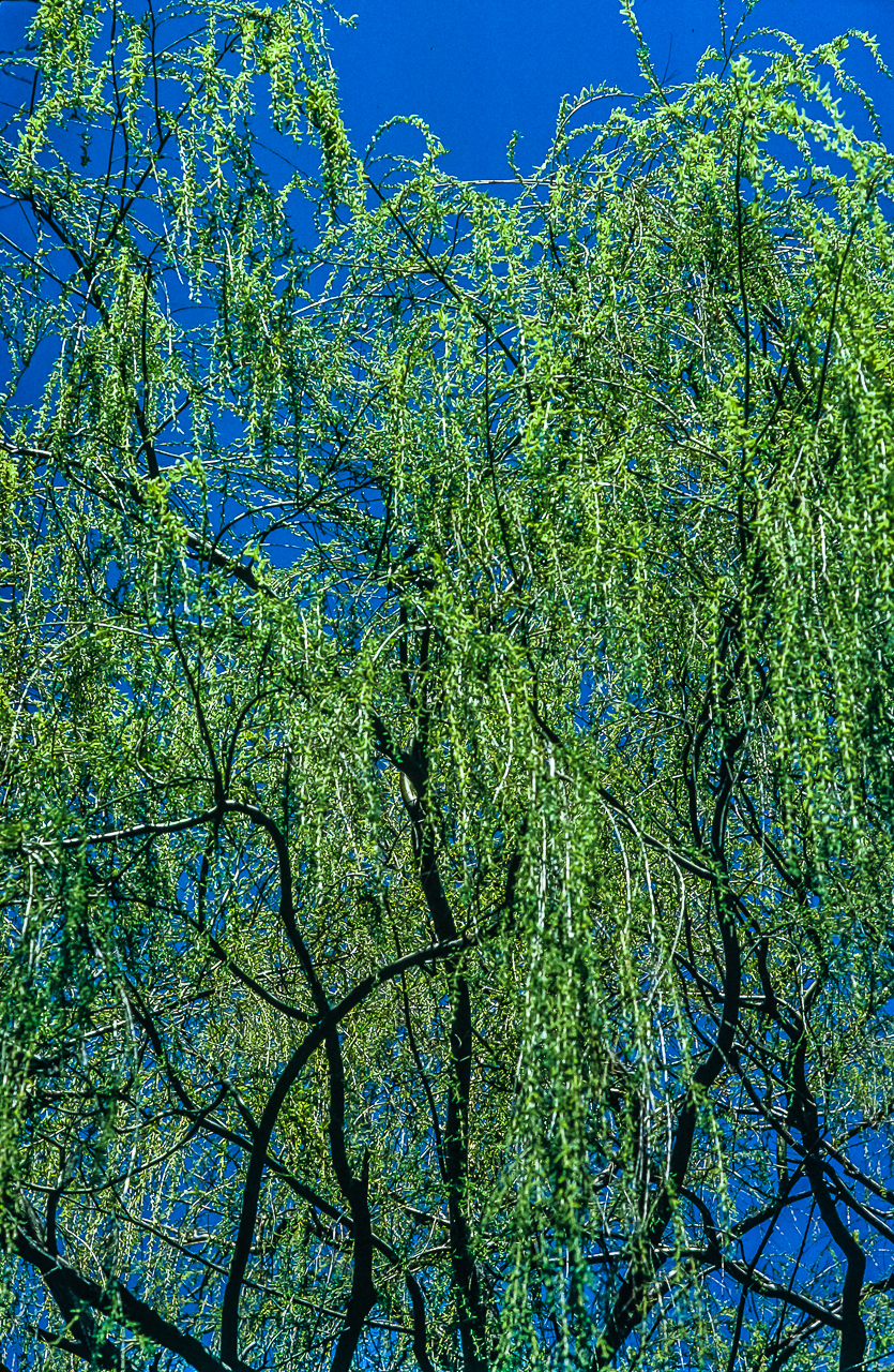 Viridian Green Willow Dances Under Cerulean Blues