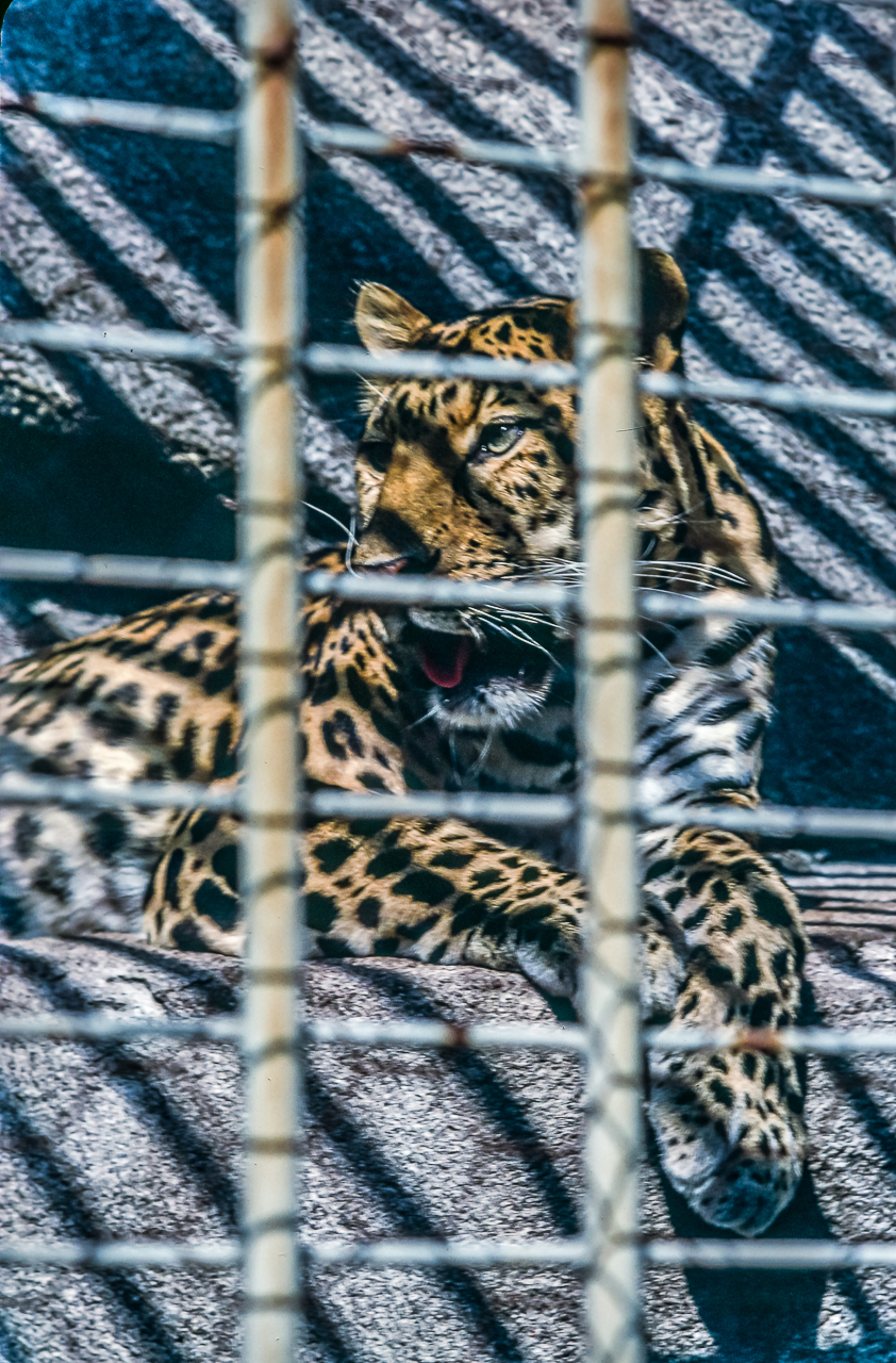 Caged Leopard, Milwaukee County Zoo, Wisconsin