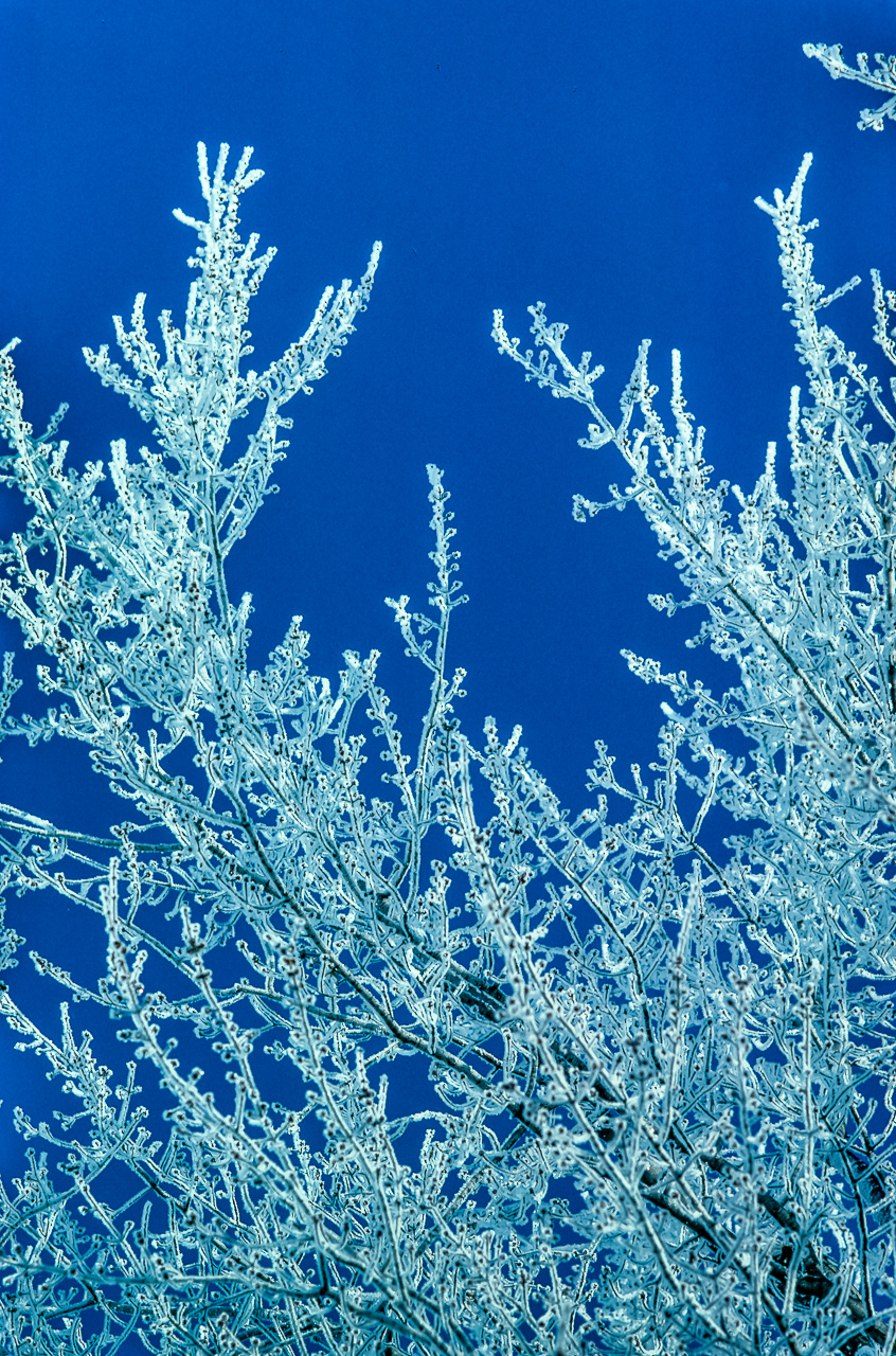 Snowstorm Leaves Icy Jewels on Bare Oak Branches