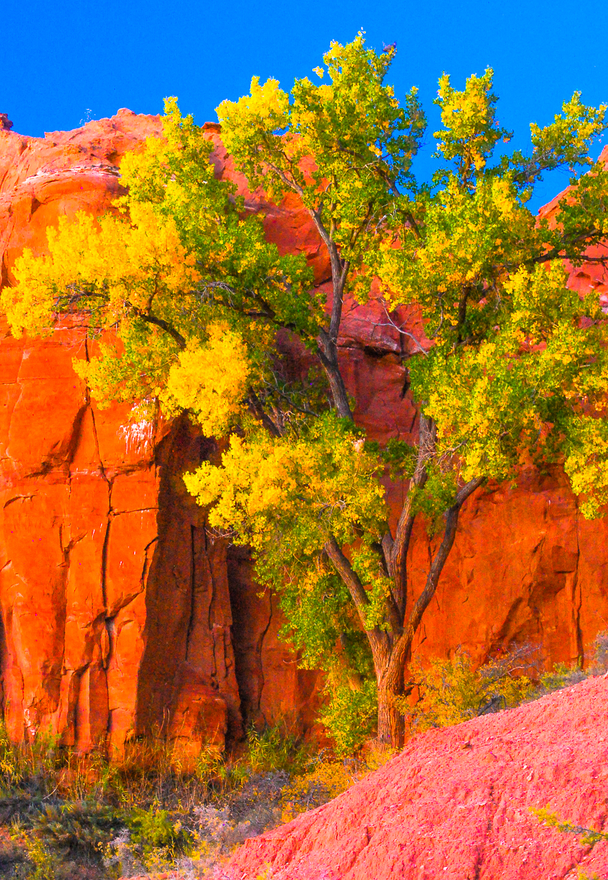 Cottonwood Tree in Painted Desert Late October Light