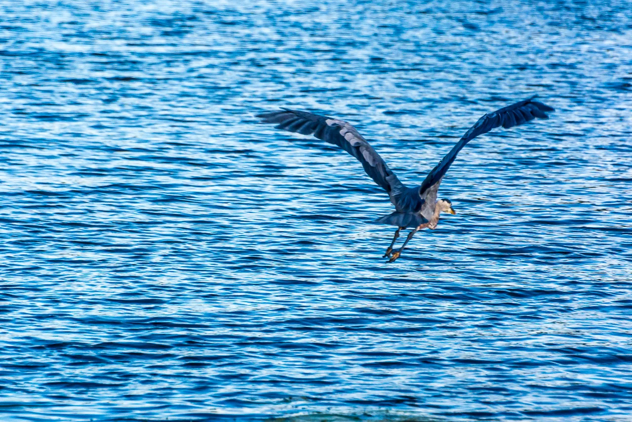 Great Blue Heron Fishes Green Lake's Mill Pond