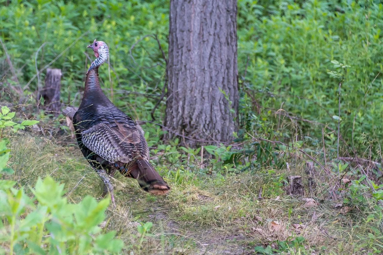 Walking the Green Lake, Wisconsin Conservancy's Winnebago Trail, I flush a big Tom wild turkey on the grounds of the American Baptist Assembly. 