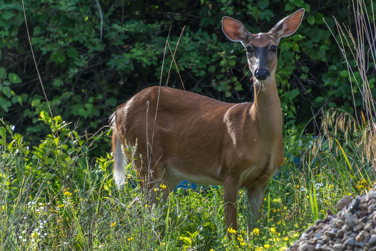 Whitetail Deer Poses Surprised by a Stranger