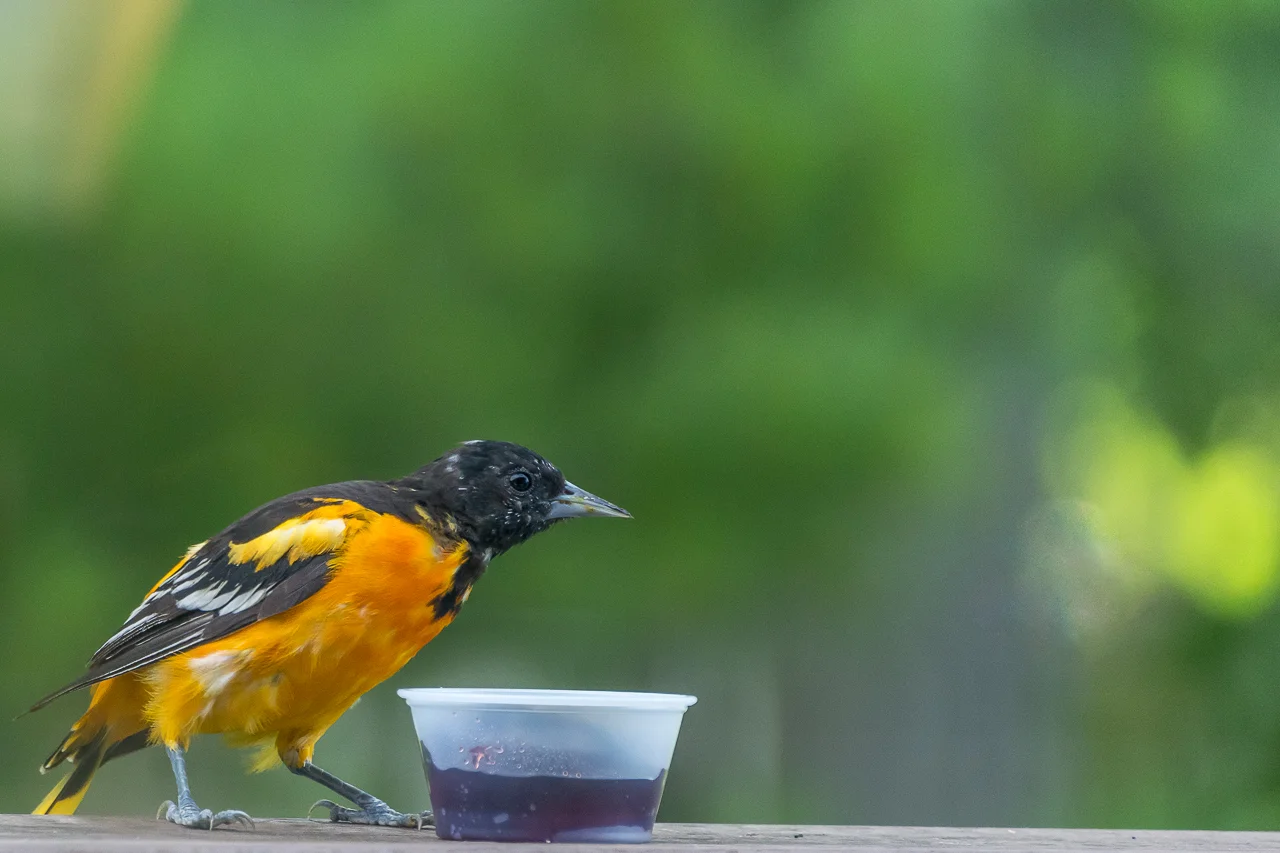 Baltimore Oriole a Summer Visitor to Wisconsin