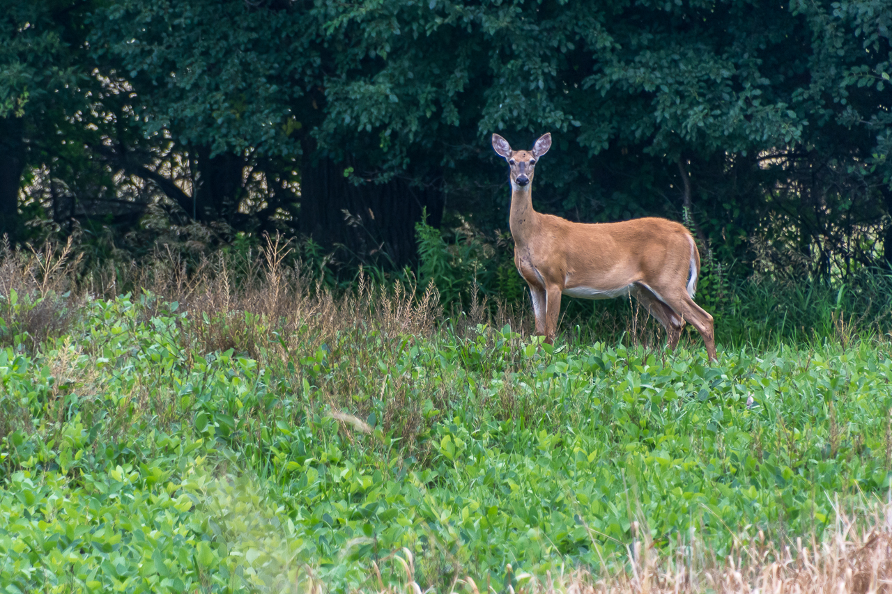 A Noble Whitetail Deer Momentarily Poses