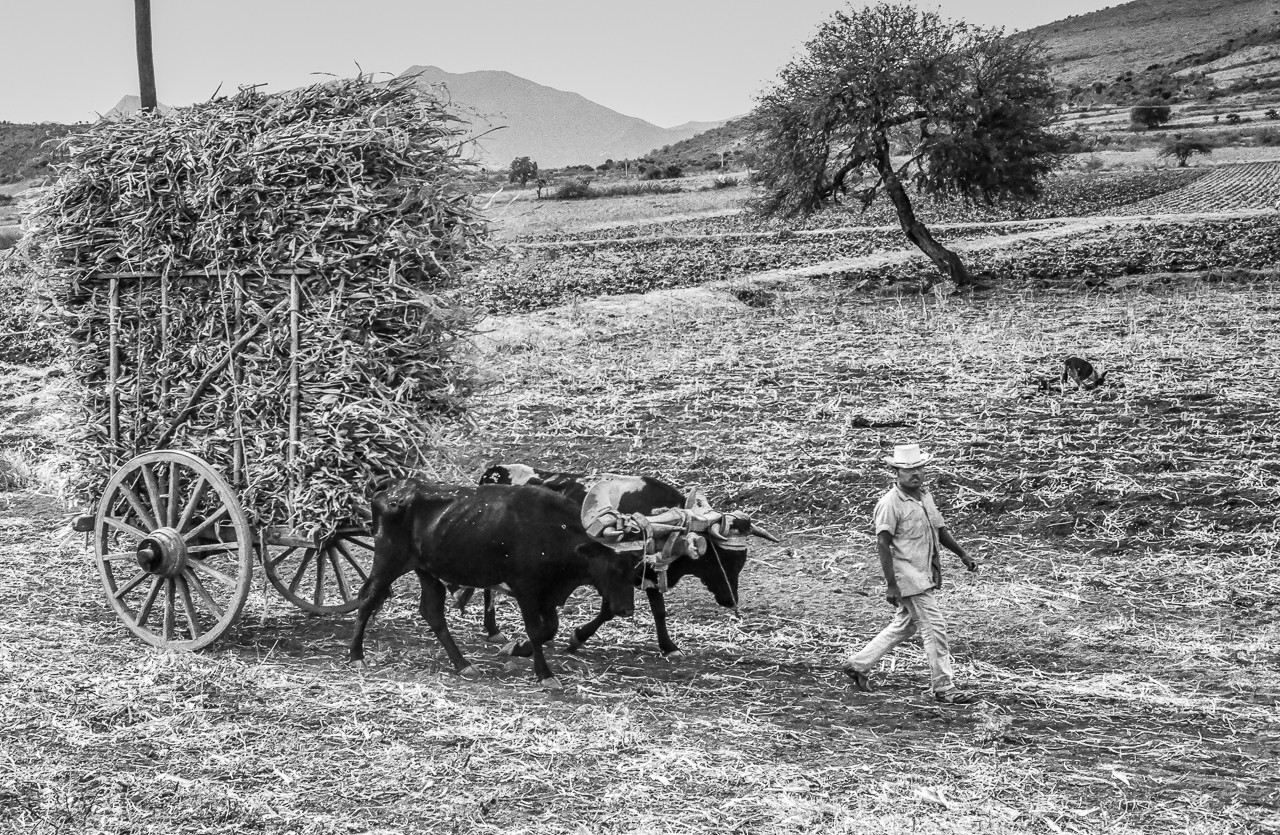 Man Walking with Heavily Loaded Bullock Cart