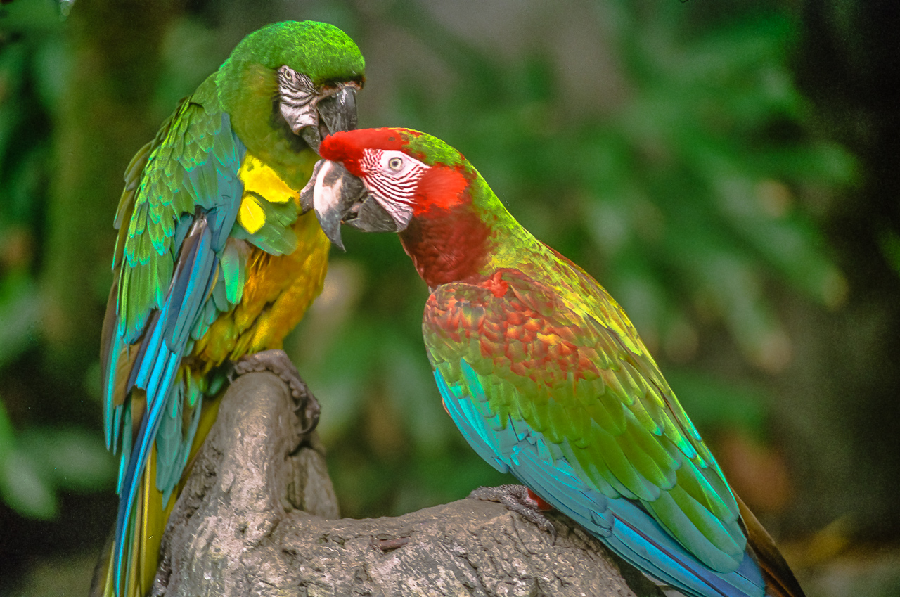Parrots: Winged Paintings