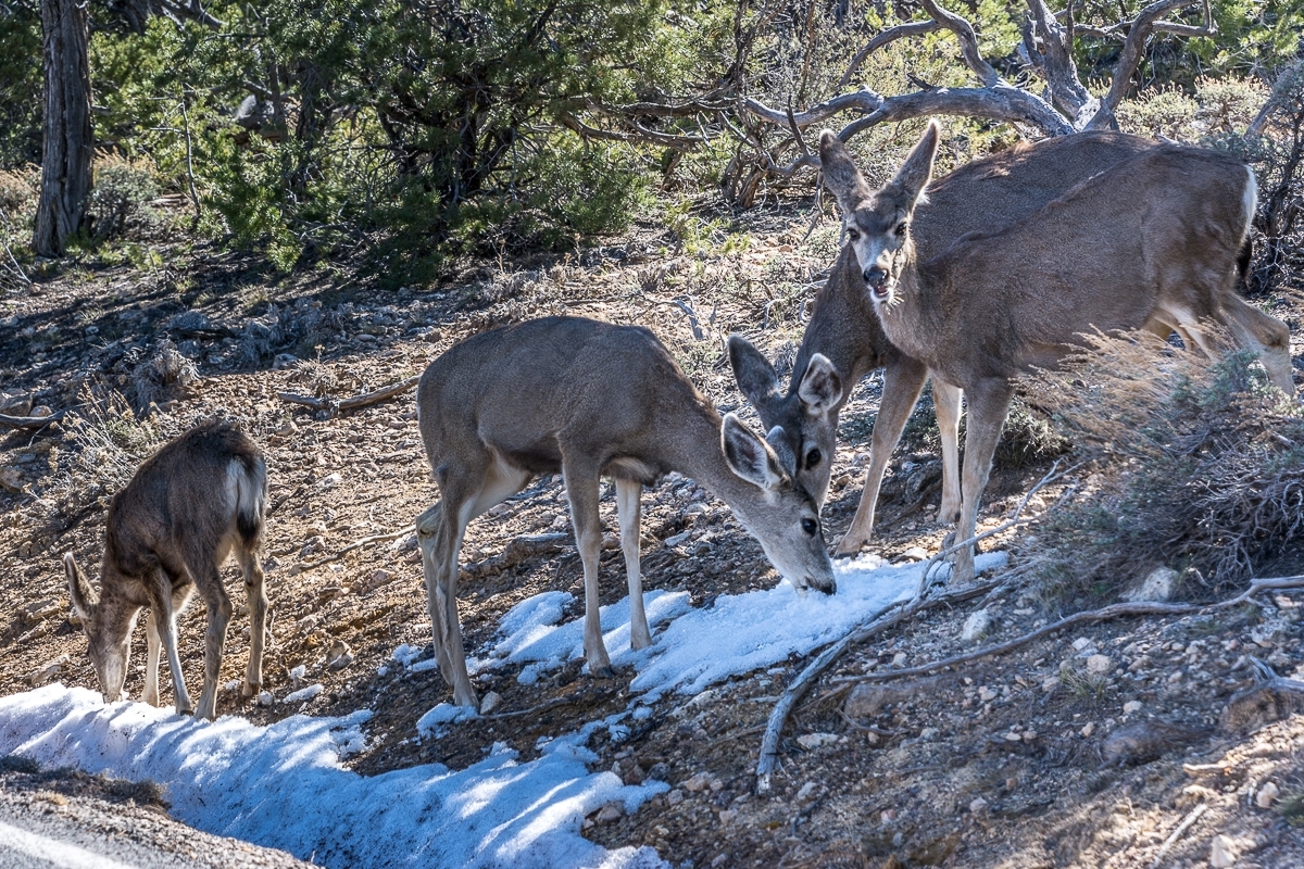 GRAND CANYON WATER-STARVED DEER: FEBRUARY 2016