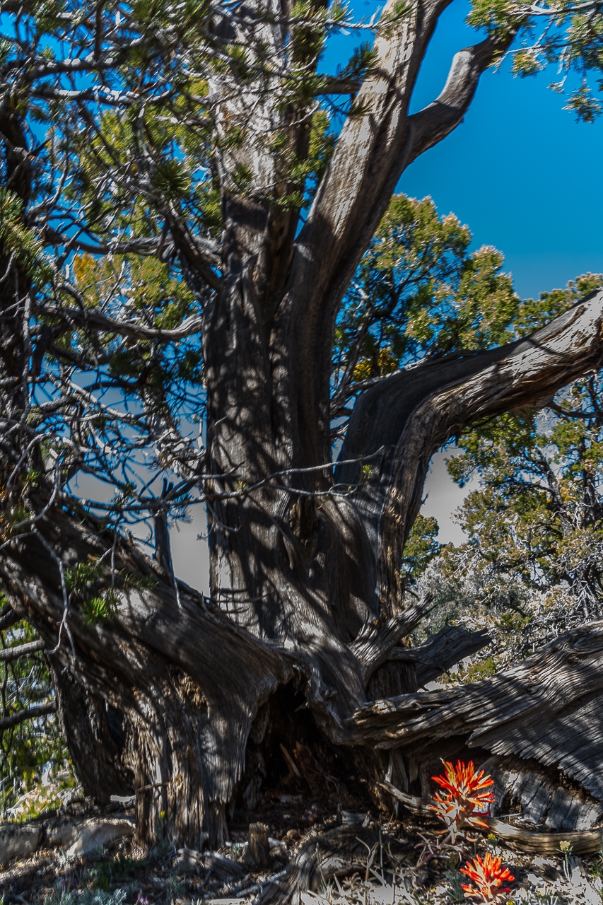 Mother Juniper Sees A Thousand Springtimes